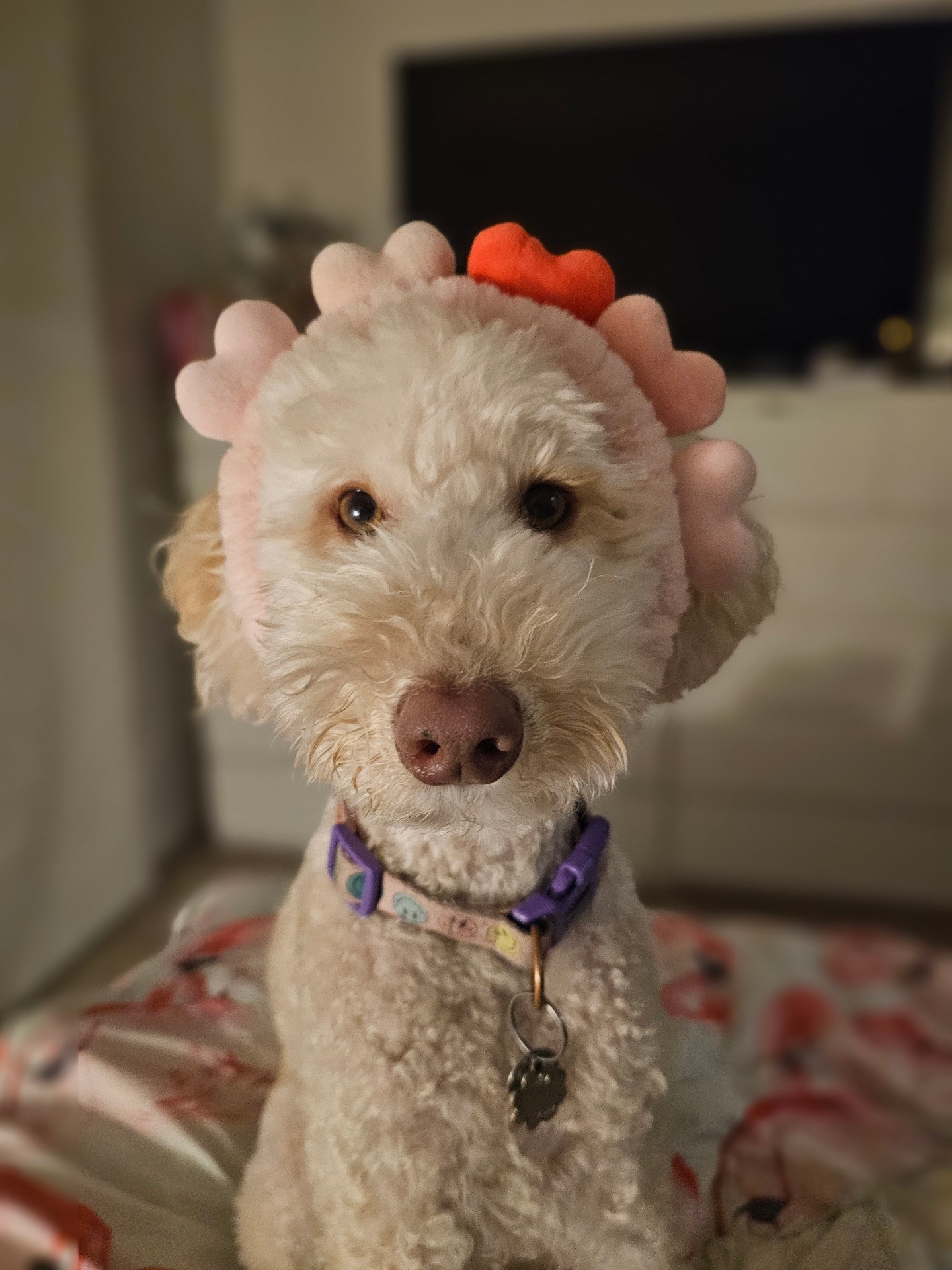 Daisy, Martin's labradoodle